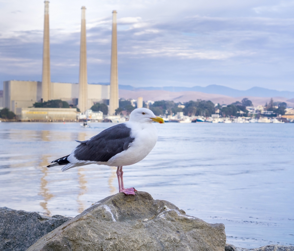 A gull rests on a rock with the retired Morro Bay Power Plant in the background